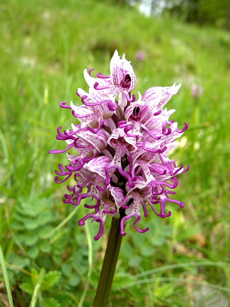 orchis simia